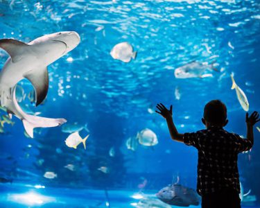 boy at aquarium glass looking at sharks