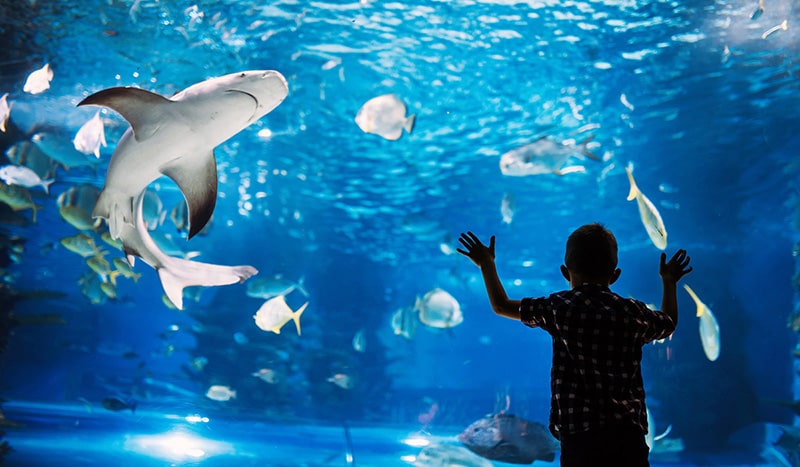 boy at aquarium glass looking at sharks