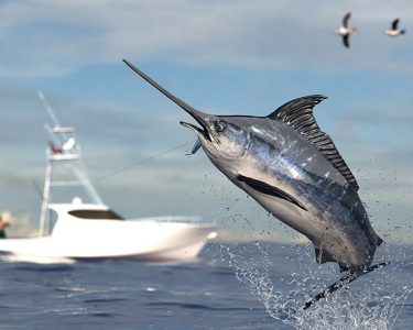 sailfish jumping from water with boat in background