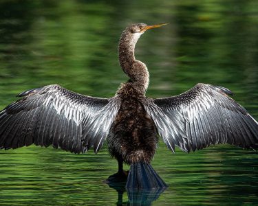 bird in florida state park