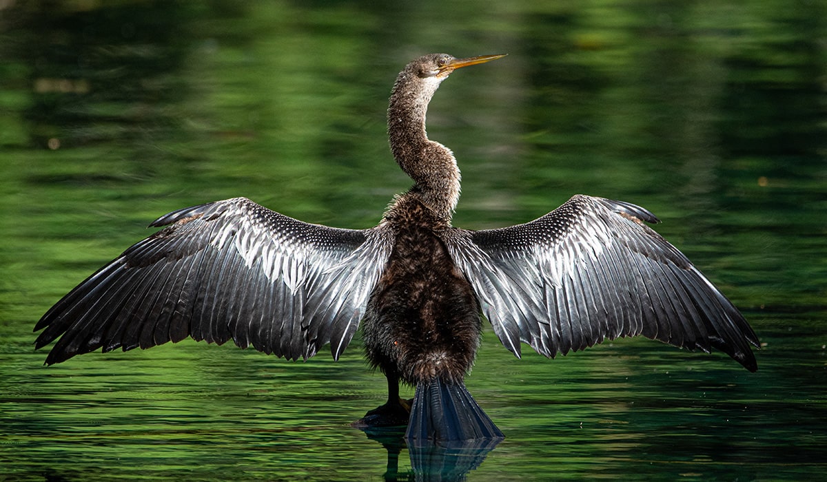 bird in florida state park