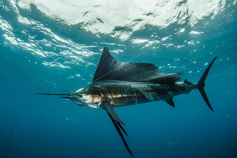 sailfish underwater