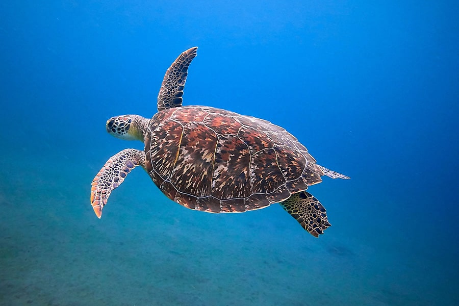 sea turtle swimming underwater