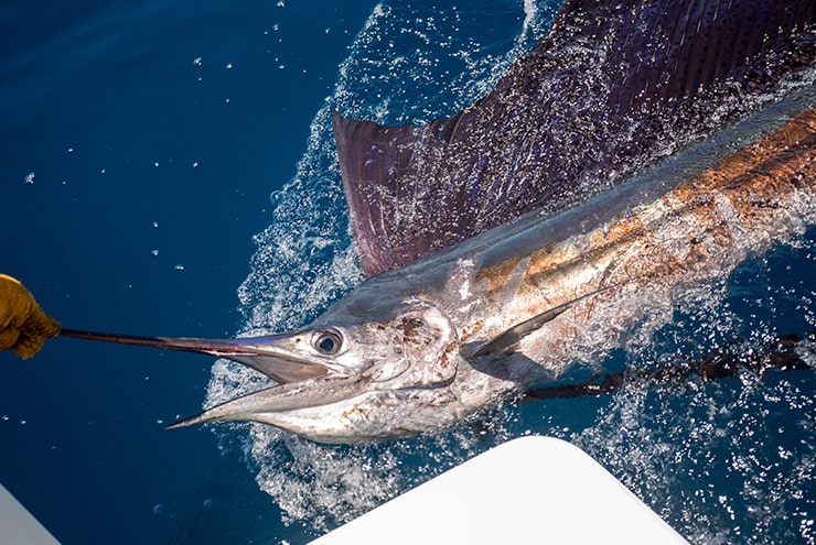 sailfish caught on fishing line being pulled to boat