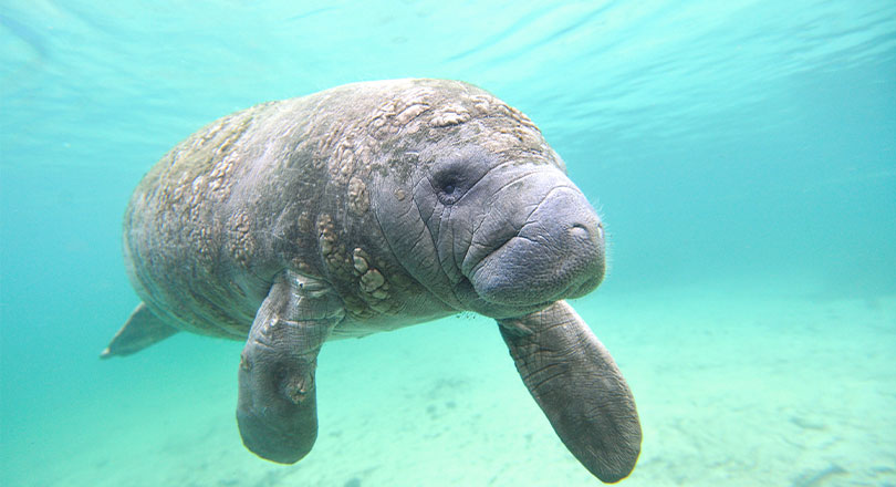 martin county waterway manatee