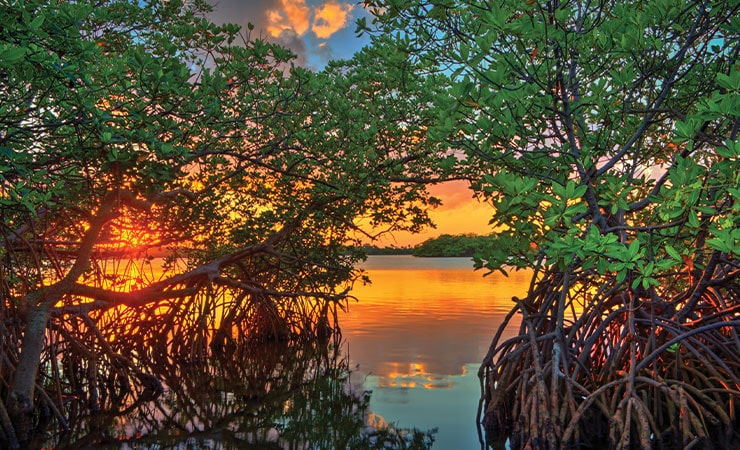 Florida Mangroves in martin county