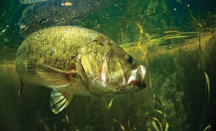 Freshwater fish in Lake Okeechobee