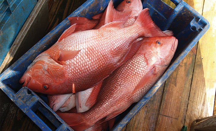 Inshore Fishing along Florida's Treasure Coast