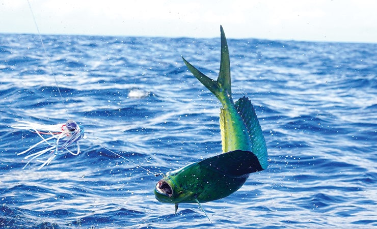 Offshore fishing along the treasure coast