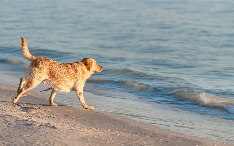 Dog on the beach along the Treasure Coast