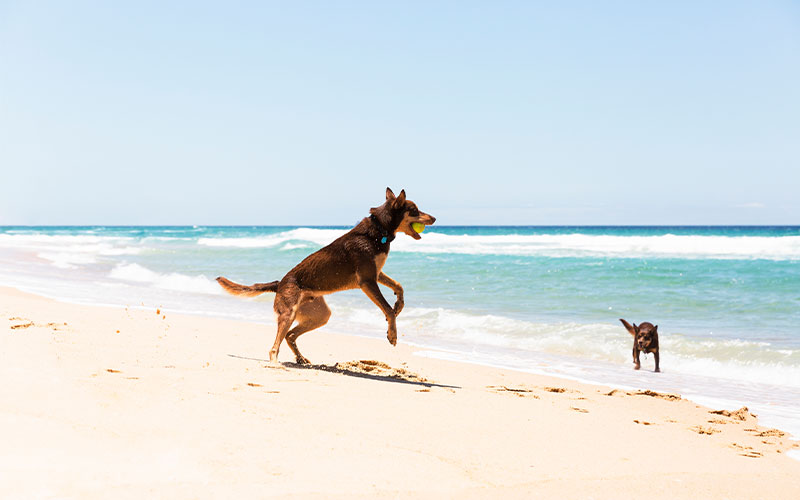 Walton Rocks Off-Leash Public Beach