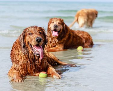 two dogs laying on Floridas Treasure Coast beach with a ball