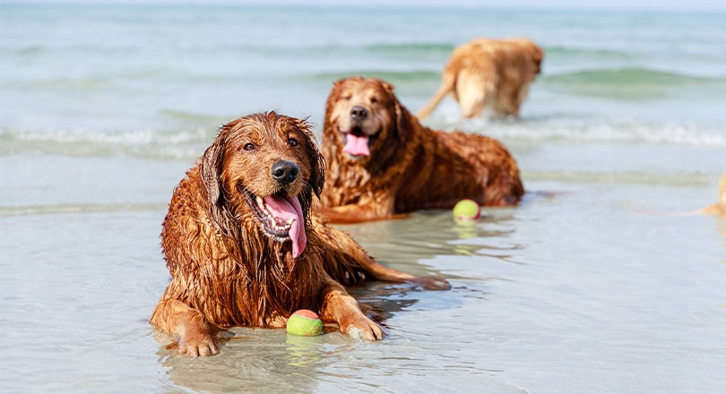 two dogs laying on Floridas Treasure Coast beach with a ball