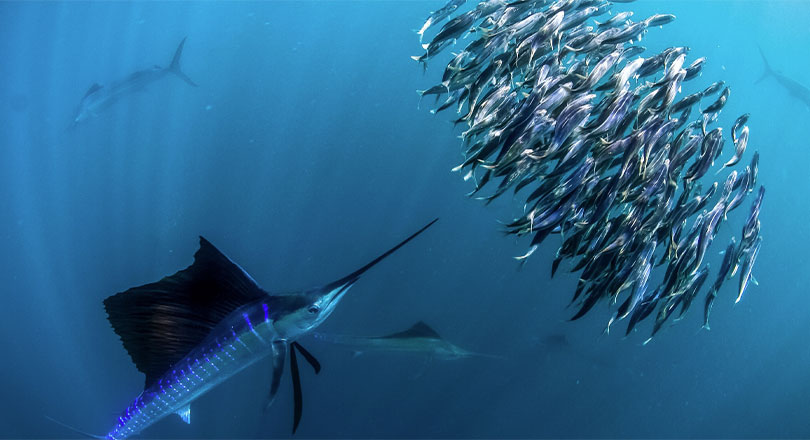 Sailfish and school of fish