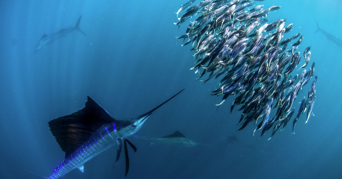 Discover The Sailfish Capital of the World Lyfe Rocks
