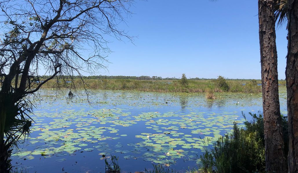 SAVANNAS PRESERVE STATE PARK lake