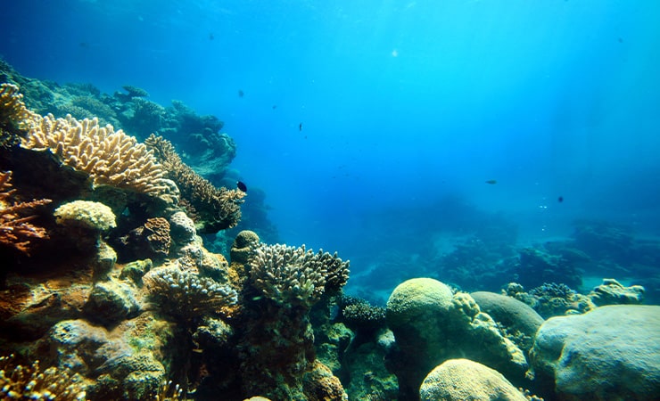 underwater photo of a coral reef