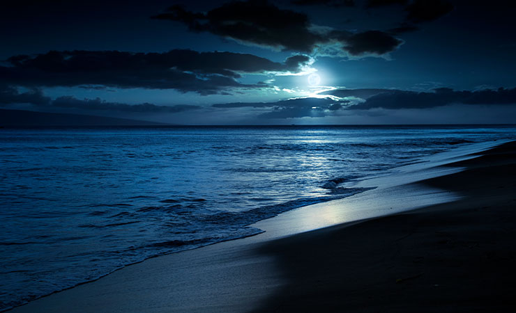 moonlit beach Nighttime Sea Turtle Walks - events in martin county