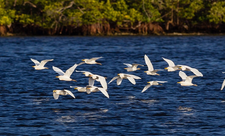 Birds flying over Scenic Loxahatchee River