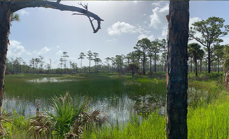 Loxahatchee wetlands