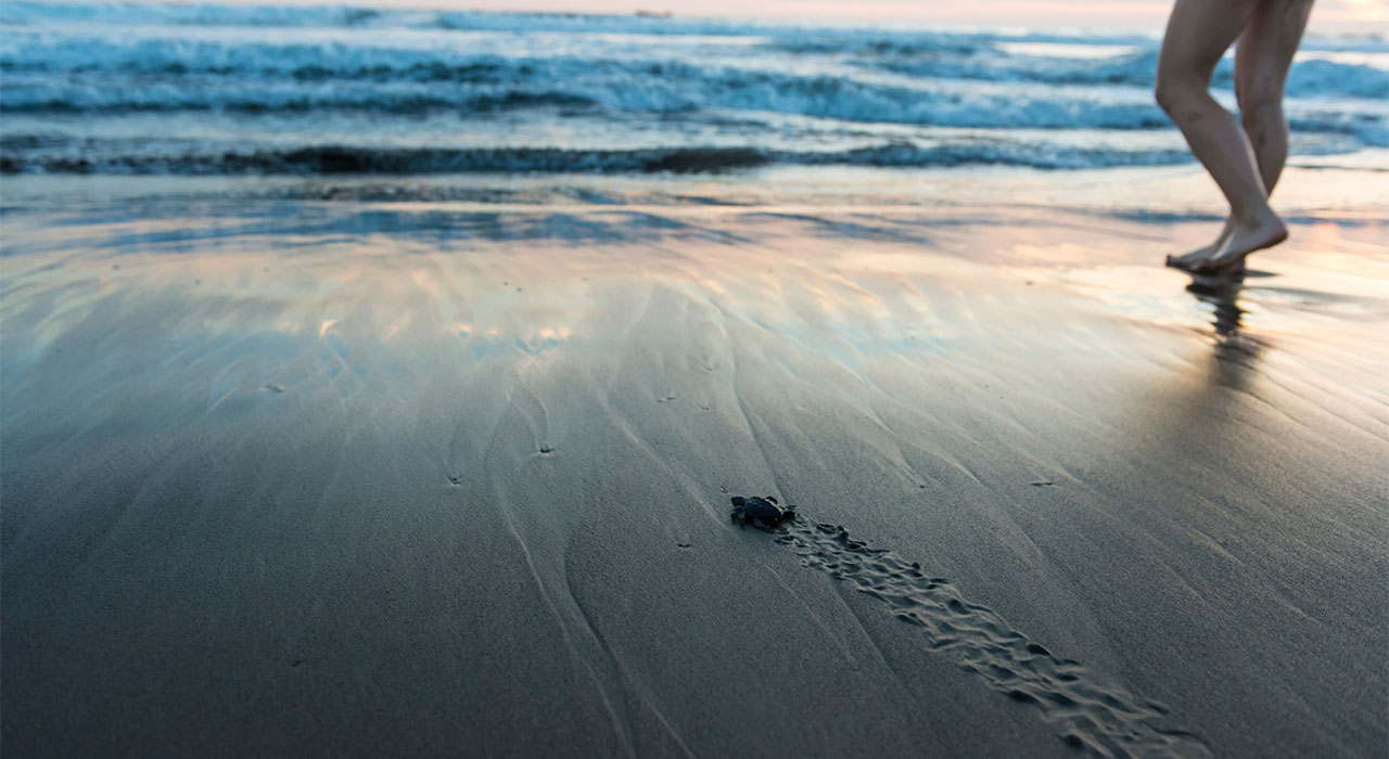 A Local’s Guide to Florida’s Turtle Preserve at Hightower Beach Park in Satellite Beach