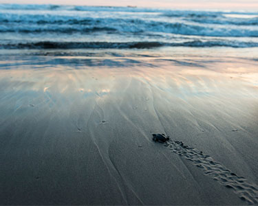 A Local’s Guide to Florida’s Turtle Preserve at Hightower Beach Park in Satellite Beach