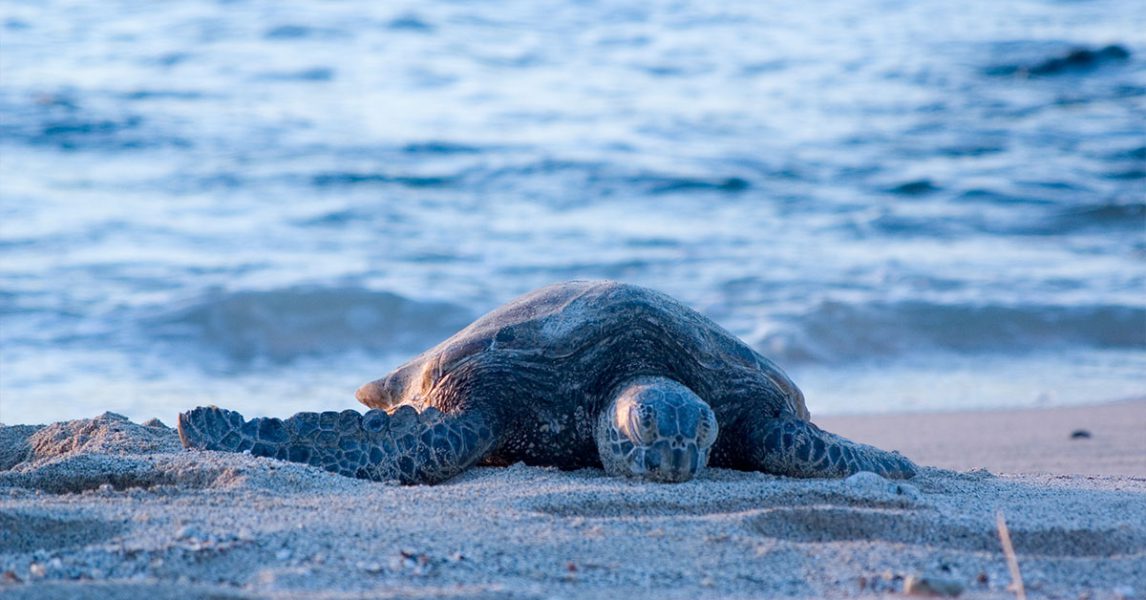 Turtle laying eggs on the FLorida shores