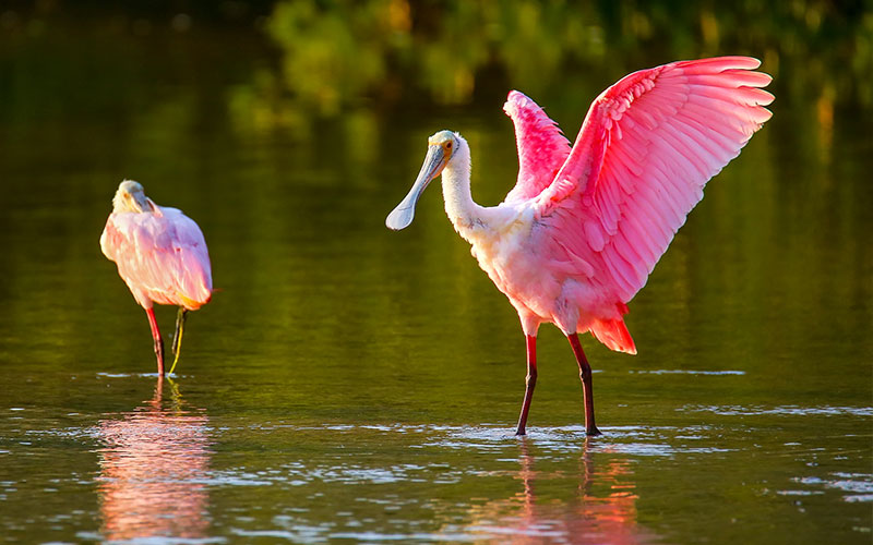 Florida Spoonbills