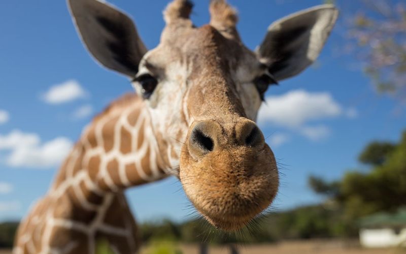 Zoo in Northeast Florida