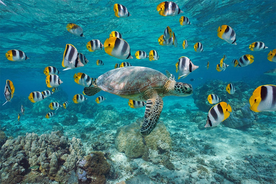 sea turtle in clear ocean water