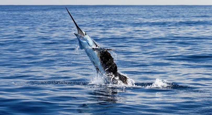 sailfish jumping out of water