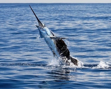 A Boating & Fishing Guide to The Sailfish Capital of The World