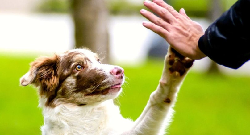 dog playing with their owner