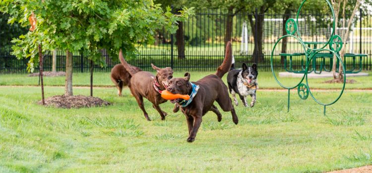 dogs playing in dog park