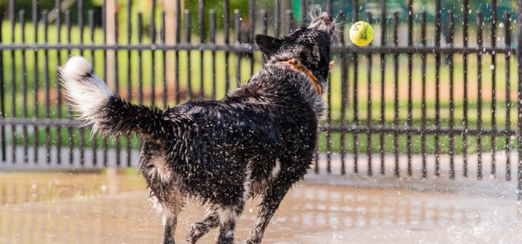 dog playing in water with tennis ball