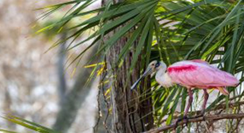 Martin County bird