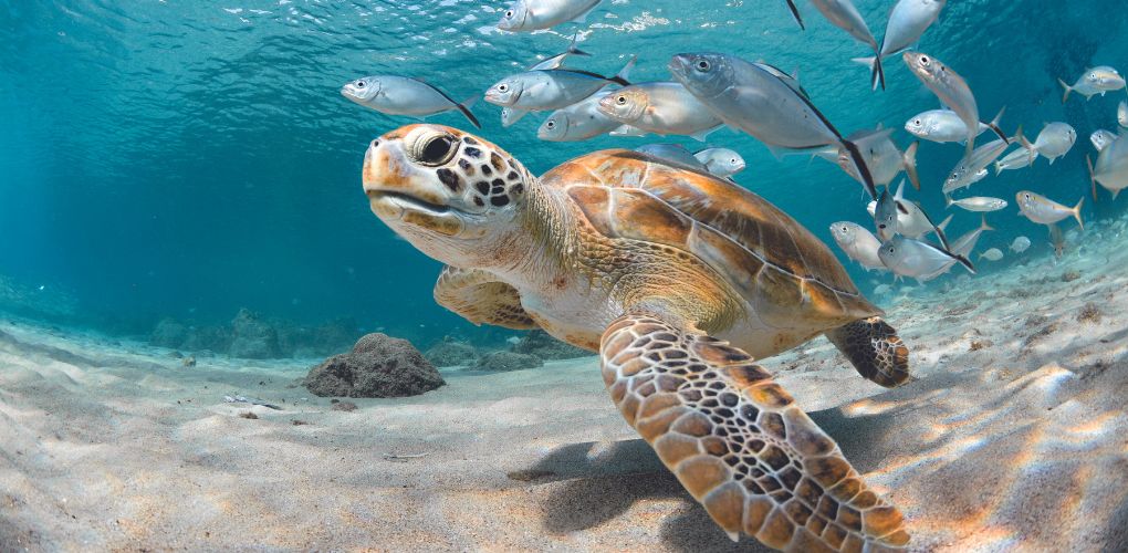 turtle swimming in ocean