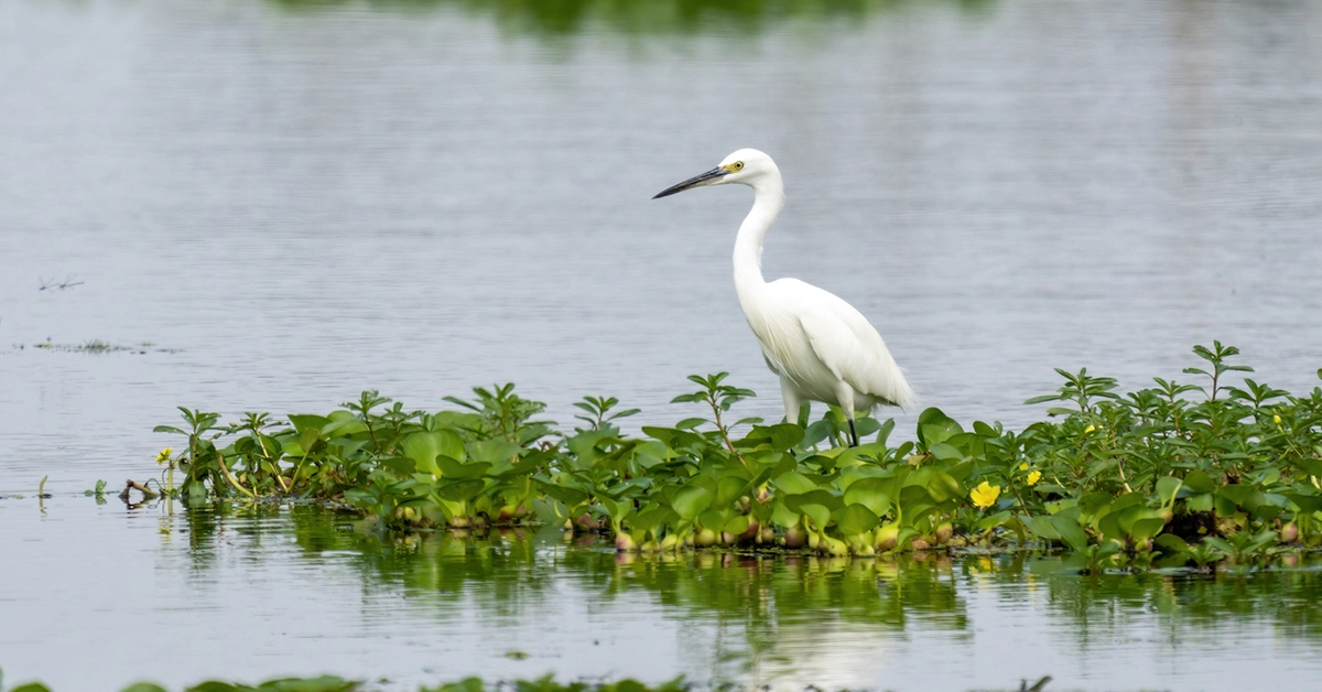A white great egret standing on aquatic plants in calm estuary water.