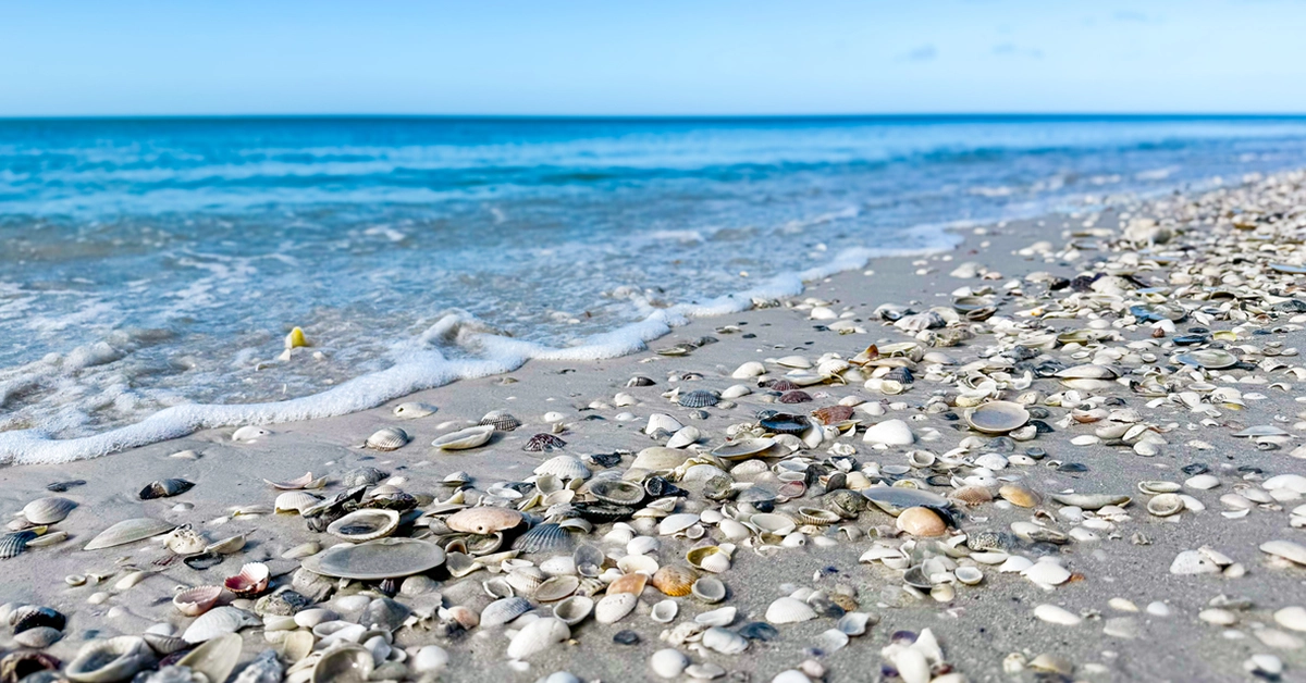 Seashells scattered along a sandy Marco Island beach with gentle waves.