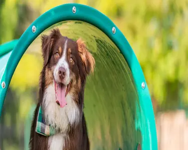 Six Dog-Friendly Spots Near Crandall, TX Worth the Leash-Up