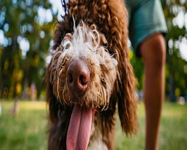 Follow the Pawprints to Port St. Lucie’s Top Pet-Friendly Spots