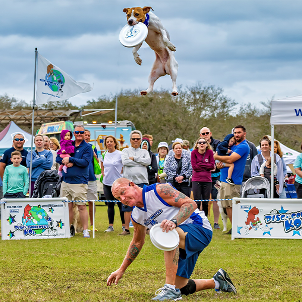 Dog jumping midair catching flying disc at competition.
