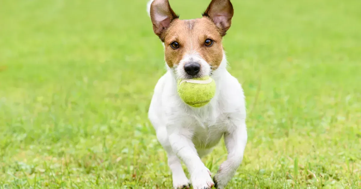 Five Dog-Friendly Outings Near Wylder in Port St. Lucie, Florida